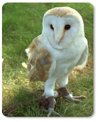 hard top mouse pad -barn owl